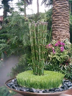 Bambus im Rasen