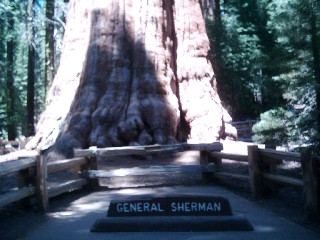 General Sherman unten